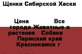 Щенки Сибирской Хаски › Цена ­ 20 000 - Все города Животные и растения » Собаки   . Пермский край,Краснокамск г.